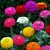 Zinnia LILIPUT Multi Colour Flowers 100% Pure Organic Seeds for Home Garden-Pack of 40 Premium Quality Seeds with Free ORGANIC Growing Soil