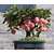 Seeds - Bonsai Mini Apple Bonsai Tree Home Grow Exotic Multicolor Plant