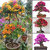 Mixed Color Bougainvillea Bonsai Flower Plant Seeds Home Garden Decor