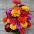Zinnia Multi Colour Flowers 2x Quality Seeds For Home Garden - Pack 40 Premium Seeds