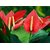 Seeds-Flower - Anthurium - 05 - Exotic - Anthurium Flower Seed