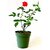 Live Red Rose Plant without Pot healthy  Fresh Nice Looking uses indoor or outdoor