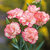 Carnation Multi-Colour Double Quality Seeds For Home Garden