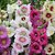 Hollyhock Multi-Colour Flowers Fast Germination Seeds For Home Garden - Pack of 40 Seeds