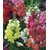 Anthrinium (Snap Dragon) Multi-Colour Flowers Supers Seeds For Home Garden - Pack of 50 Seeds