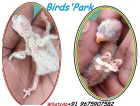 Splayed Leg Birds Treatment Bracelet Size3,4,5,67mm(10 pcs Set)-Good for Baby Canary Lovebird Cockatiel Conure  Chick
