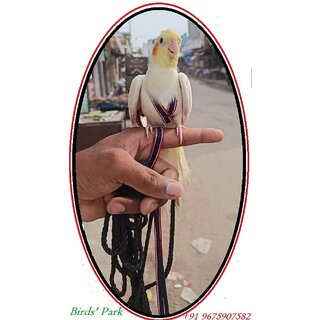 Cockatiel Harness - Bird Harness - Good for Cockatiel for handtame Birds Free Flying