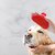 FAIRBIZPS Pet Bath Comb Massage Comb with Ring Handle Rubber Bristles Hand Brush Band Comb for Dogs  Cats
