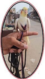 Cockatiel Harness - Bird Harness - Good for Cockatiel for handtame Birds Free Flying