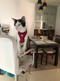 Cat Belt-Cat Harness with nylon lease Size Small/Medium