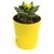 Faucaria Tigrina Tiger Jaws, Shark jaws Succulent Live Plant in Self Watering Pot by Veryhom