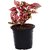 Polka Dot (Hypoestes phyllostachya) Air Purifier Plant by Veryhom