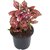 Polka Dot (Hypoestes phyllostachya) Air Purifier Plant by Veryhom