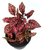 Polka Dot (Hypoestes phyllostachya) Air Purifier Plant by Veryhom