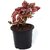 Polka Dot (Hypoestes phyllostachya) Air Purifier Plant by Veryhom