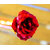 India gardening Artificial Red 24K Golden Rose Flowers