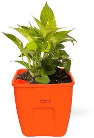 Livewell Green Self Watering Big Size Flower Pot 10 Inch (Pack of Four in Brick Red Color)