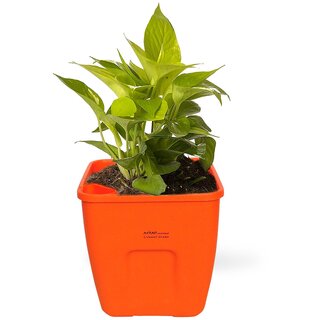                       Livewell Green Self Watering Big Size Flower Pot 10 Inch (Pack of Four in Brick Red Color)                                              
