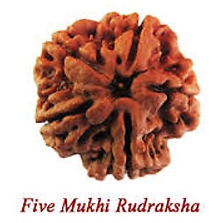 Original 5 Mukhi Rudraksh / Collector FIVE Face Rudraksha - Nepal - Lab Certified