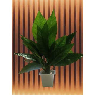Decorative Artificial Money Plant Pot with Green Leaves for Home Living Room Bedroom