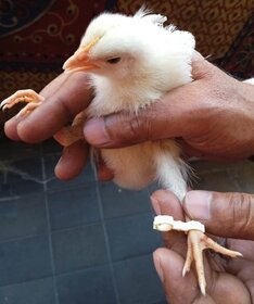 Splayed Leg Bird Treatment Bracelet for Chicks (Poultry) Aseel Parrot Beak  Rare Birds Size5,67,8,9.10  12mm (14 p