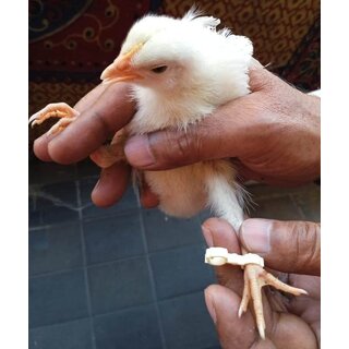 Splayed Leg Bird Treatment Bracelet for Chicks (Poultry) Aseel Parrot Beak  Rare Birds Size5,67,8,9.10  12mm (14 p