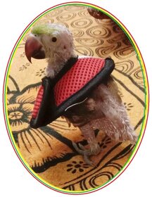 Parrot Neck Collar-Parrot Elizebth Collar to prevent feather plucking 2 pcs-Good for Alexandrine Parakeet (Pahari)