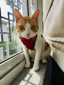 Kitten - Cat Body Nylon Harness Adjustable Medium Size - PLS Check Size Before Buying