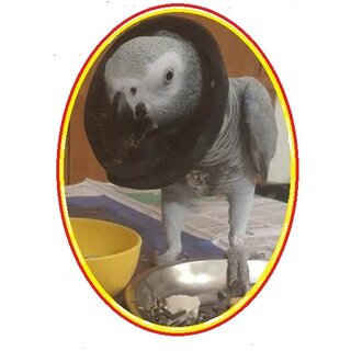 Bird Collar - Elizebeth Collars - Good for 'Grey Parrot' to Prevent Feather Plucking - 2 pcs Set