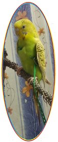 Bird Harness - Good for Budgie (Budgerigars) for free flying