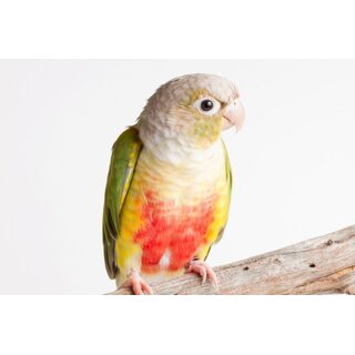 Birds' Park Bird Harness - Pine Apple Conure Harness(Belt) For Free Flying bird Birds' Park