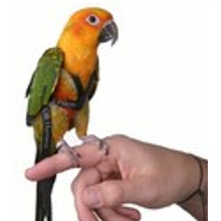 Sun Conure Belt (Sun Conure Harness)-Birds Harness soft-Good for Free flying SunConure Birds' Park
