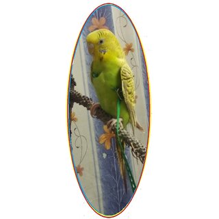                       Bird Harness - Good for Budgie (Budgerigars) for free flying                                              