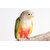 Birds' Park Bird Harness - Pine Apple Conure Harness(Belt) For Free Flying bird Birds' Park