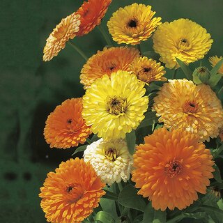 M-Tech Gardens Rare Hybrid Calendula 