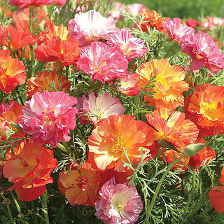                       M-Tech Gardens Rare Hybrid California Poppy 