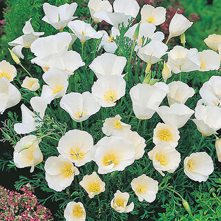                       M-Tech Gardens Rare Hybrid California Poppy 