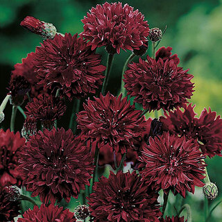                       M-Tech Gardens Rare Hybrid Cornflower 