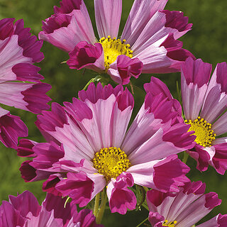                       M-Tech Gardens Rare Hybrid Cosmos 