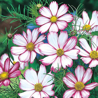                       M-Tech Gardens Rare Hybrid Cosmos 