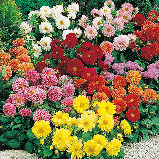                       M-Tech Gardens Rare Hybrid Dahlia 