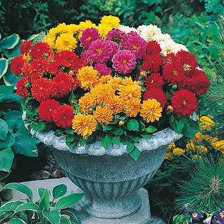                       M-Tech Gardens Rare Hybrid Dahlia 