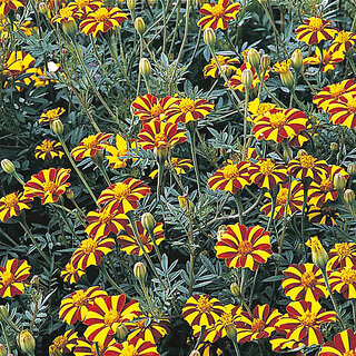                       M-Tech Gardens Rare Hybrid French Marigold 