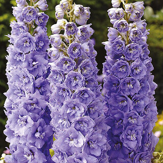                       M-Tech Gardens Rare Hybrid Delphinium 