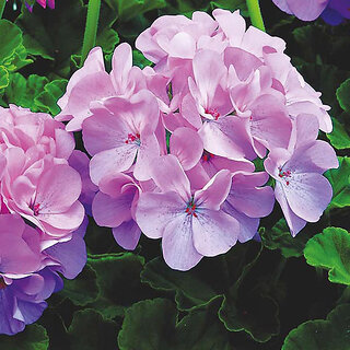                       M-Tech Gardens Rare Hybrid Geranium 