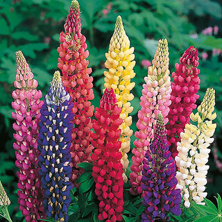                       M-Tech Gardens Rare Hybrid Lupin 