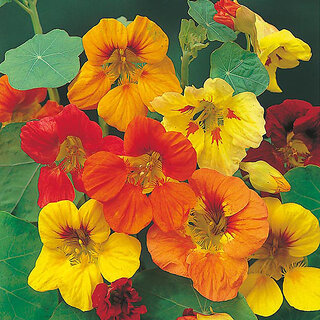                       M-Tech Gardens Rare Hybrid Nasturtium 