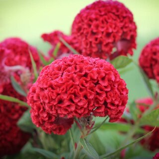                       M-Tech Gardens Rare Hybrid Celosia 