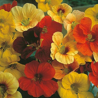                       M-Tech Gardens Rare Hybrid Nasturtium 
