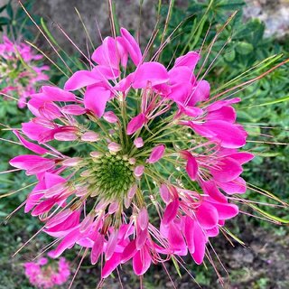                       M-Tech Gardens Rare Hybrid Cleome 